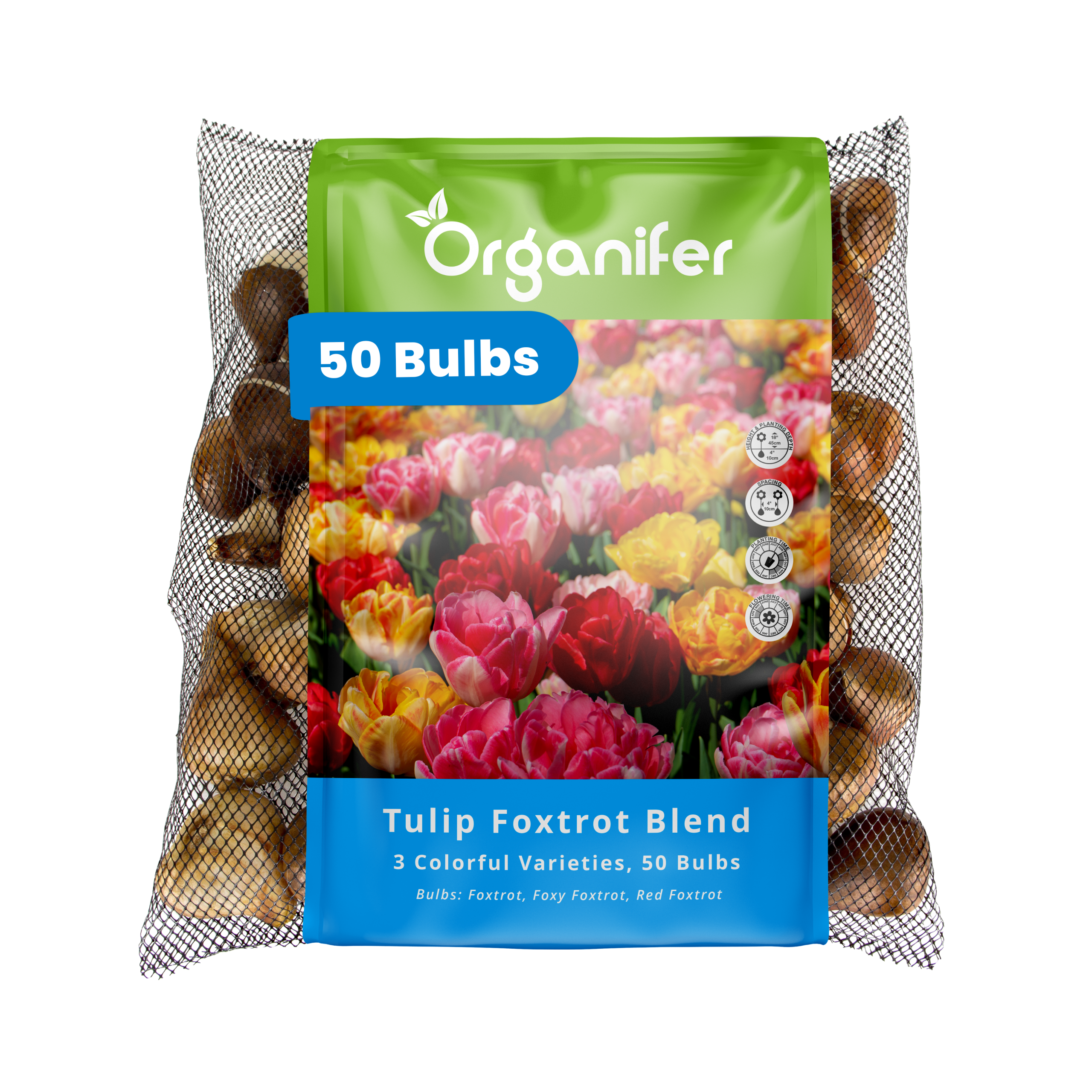 50 Foxtrot Tulip Bulbs