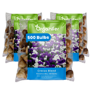 500 Crocus Bulbs – Large-Flowering Paradise Mix