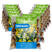 500 Daffodil Bulbs – 6 Elegant Varieties