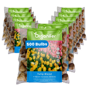 500 Tulip Bulbs – 4 Vibrant Varieties