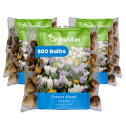 500 Crocus Bulbs – Large-Flowered Mix
