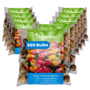 500 Foxtrot Tulip Bulbs