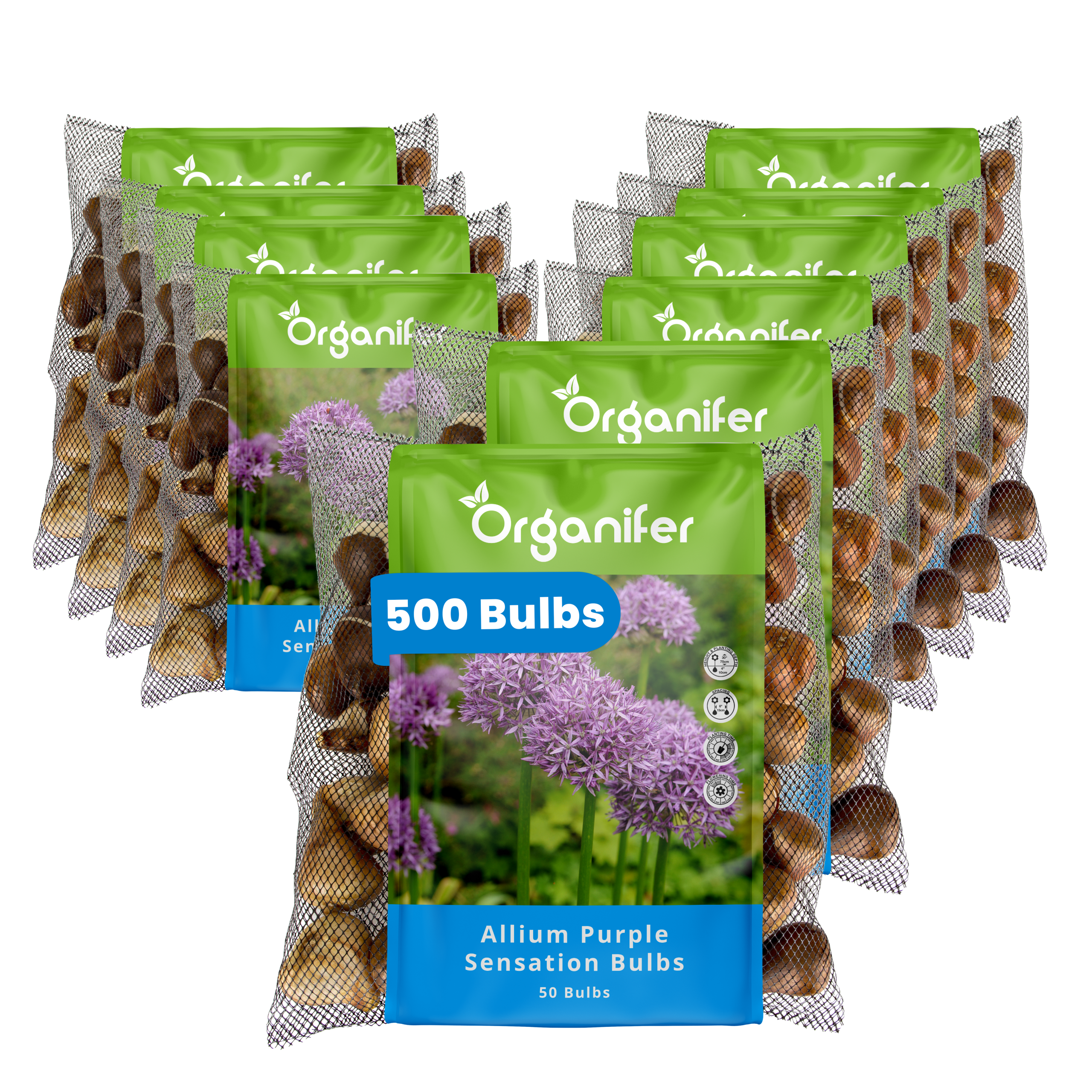 500 Allium Purple Sensation Bulbs