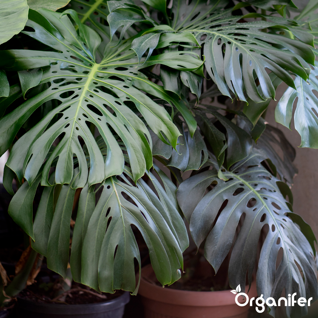 Monstera Liquid Fertiliser - 1 liter