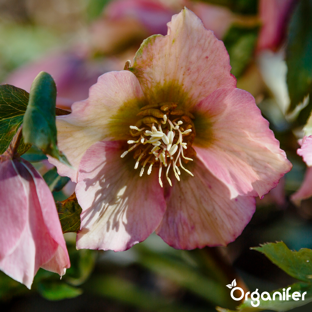 Lenteroos Vloeibare Meststof - 1 liter