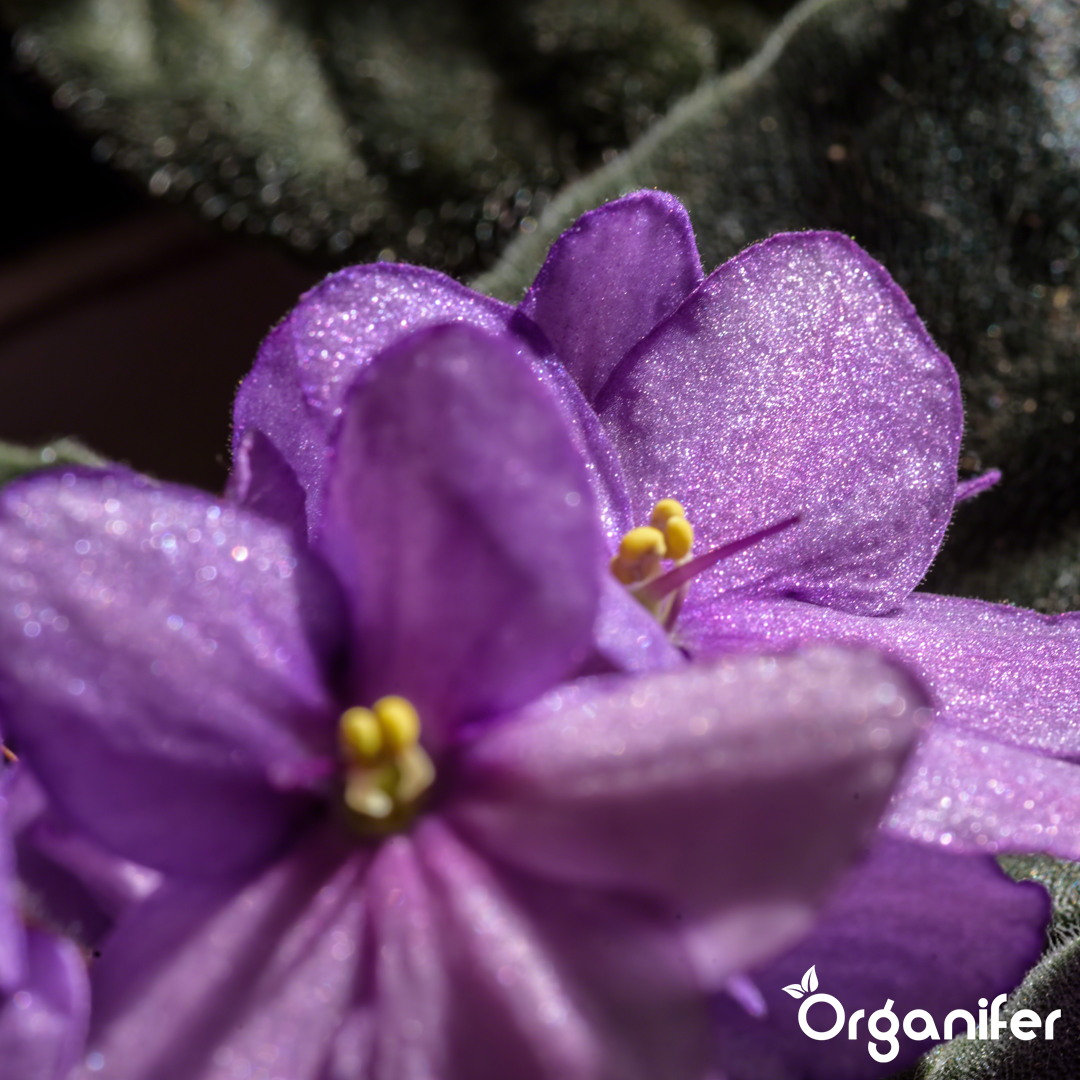 African violet