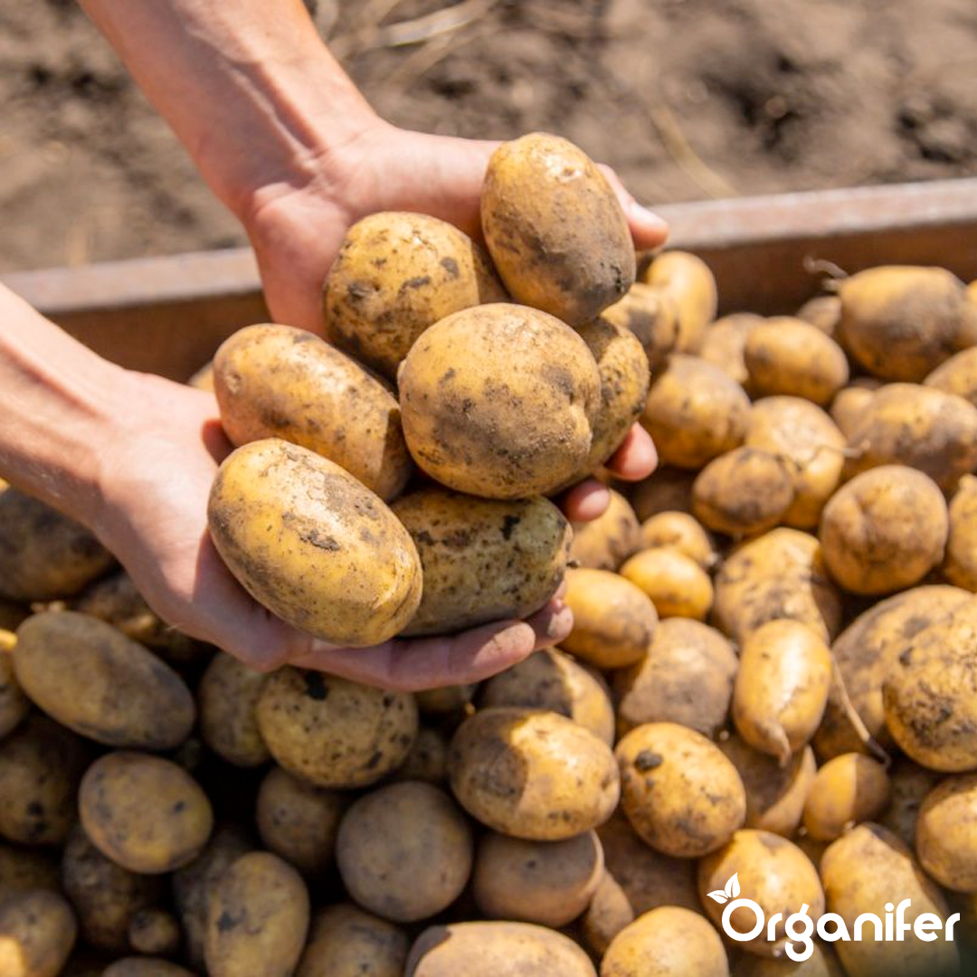 5 Organic Seed Potatoes Levante