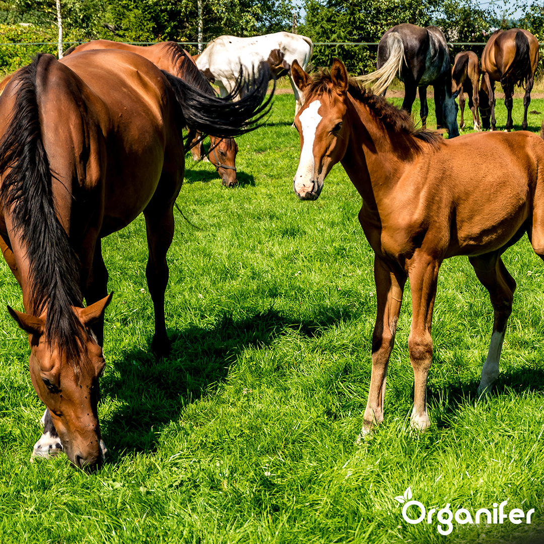 Pasture Grass Seed Paddock - For Horse Meadows & Paddocks (40x = 600 kg for 66 640 m2)