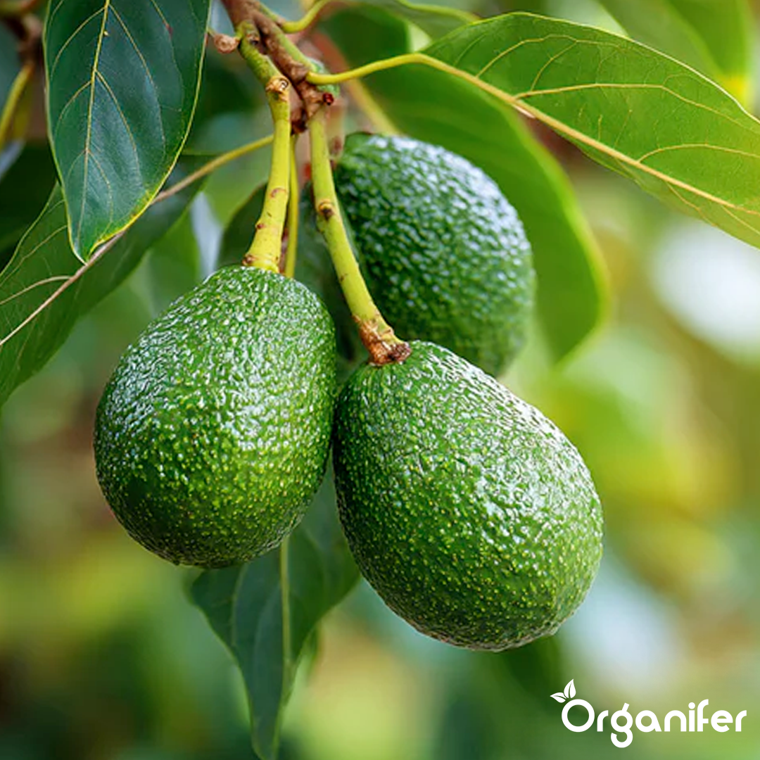 liquid fertiliser avocado