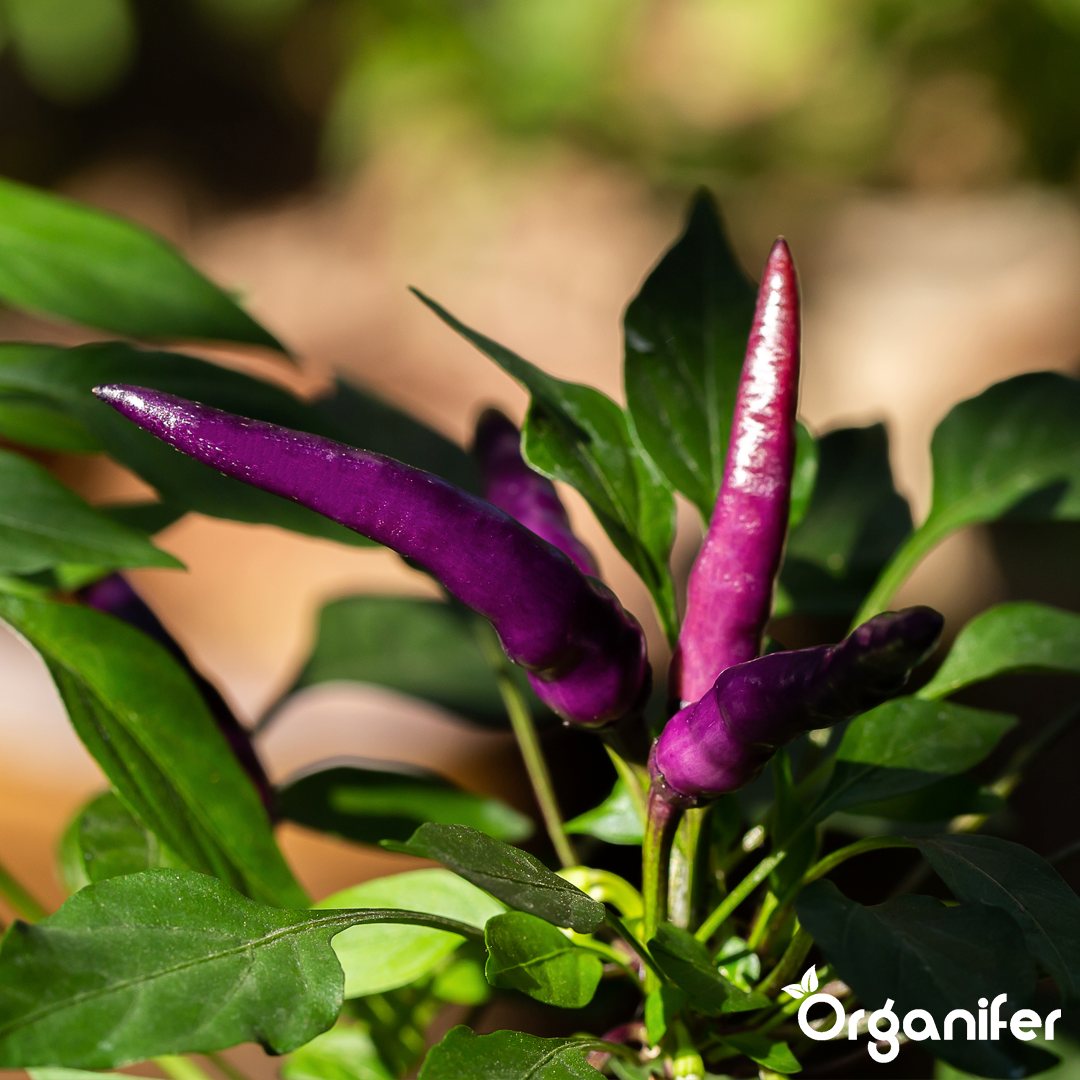 liquid fertiliser chili