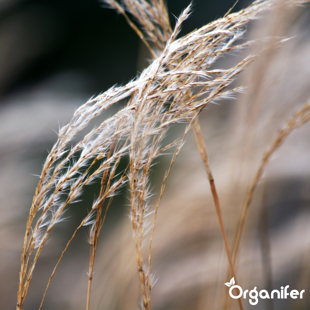 liquid fertiliser Chinese reed