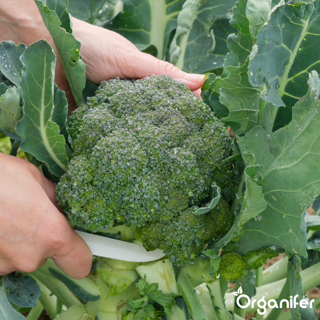liquid fertiliser broccoli