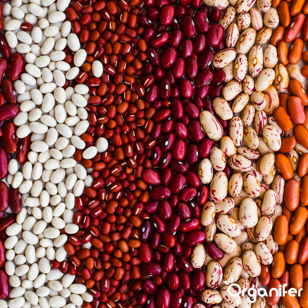 liquid fertiliser bean