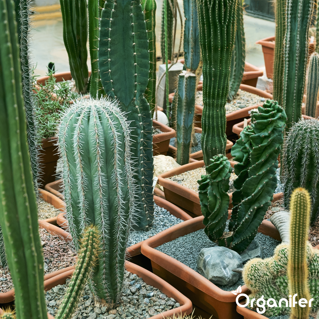 liquid fertiliser Cactus