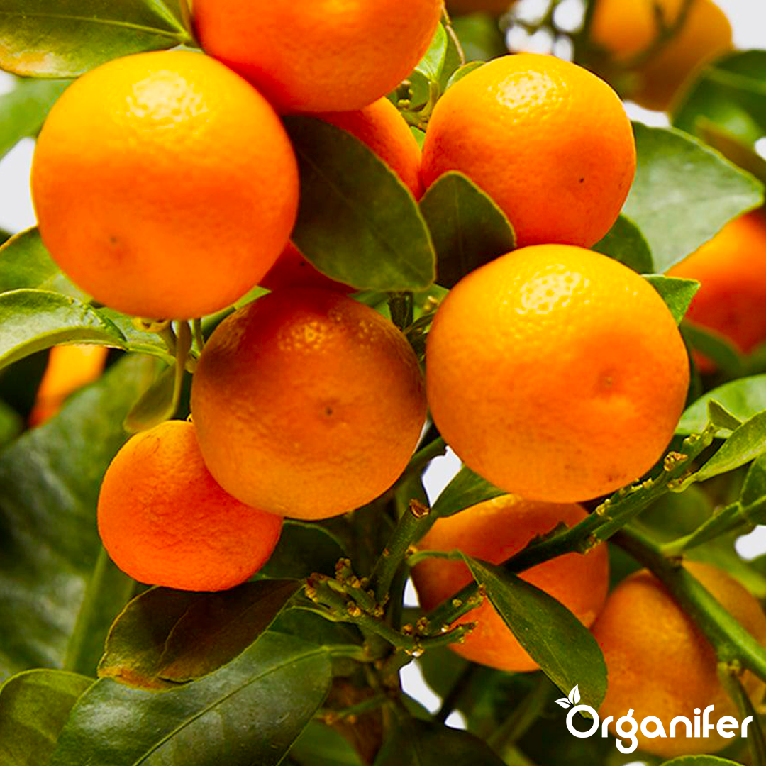 Calamondin