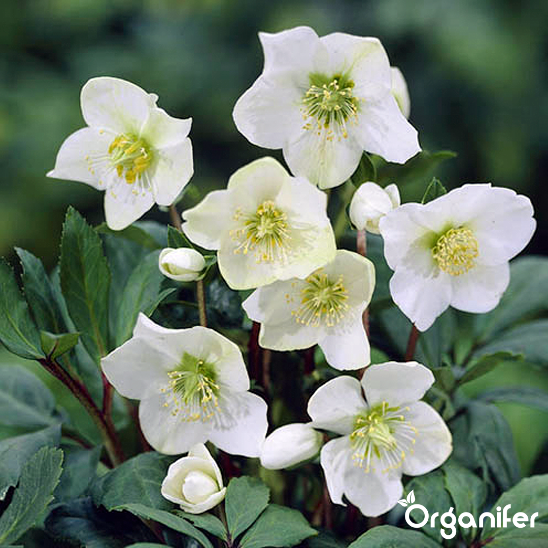 Christmas rose