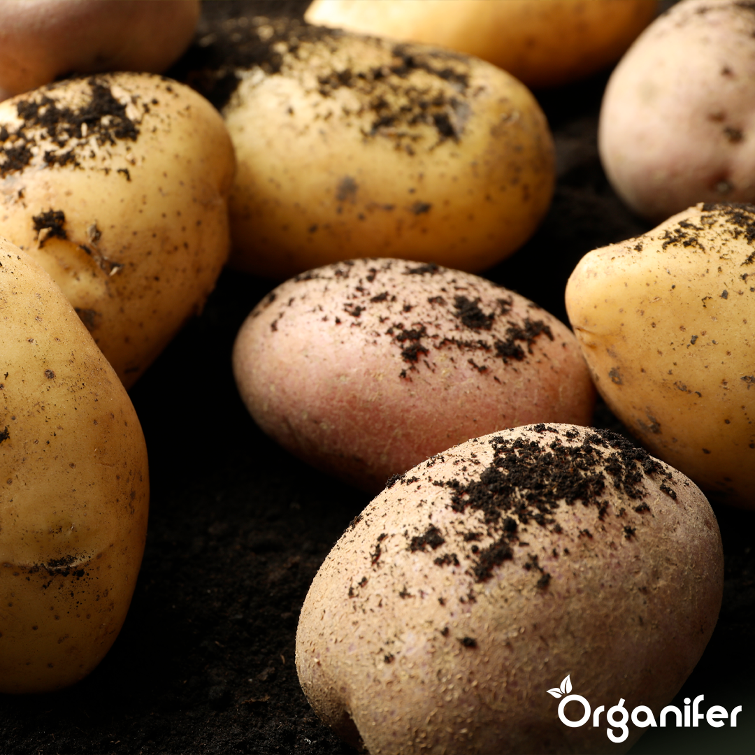 Seed Potatoes Première