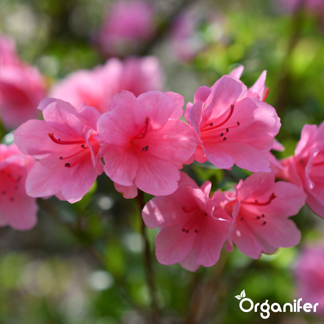 liquid fertiliser Azalea