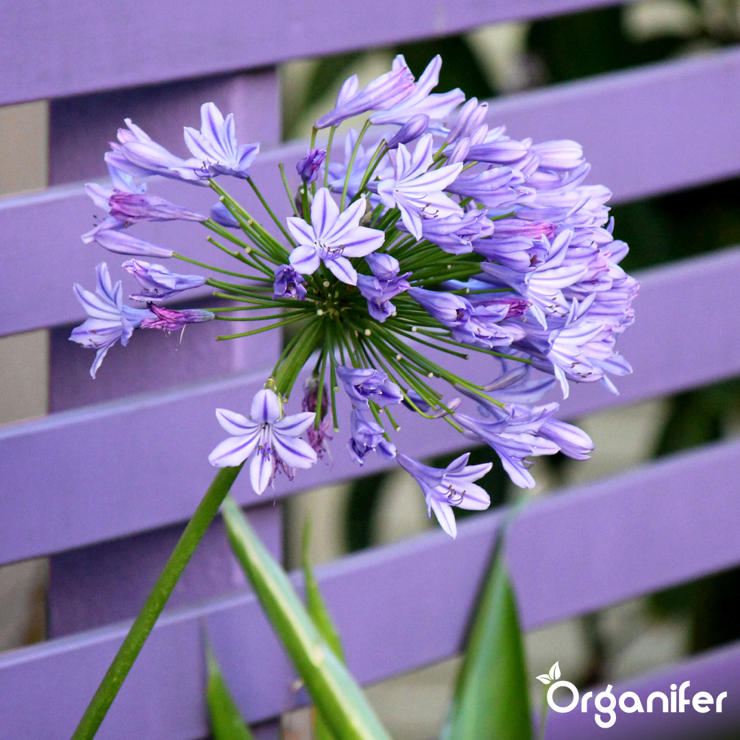 Agapanthus