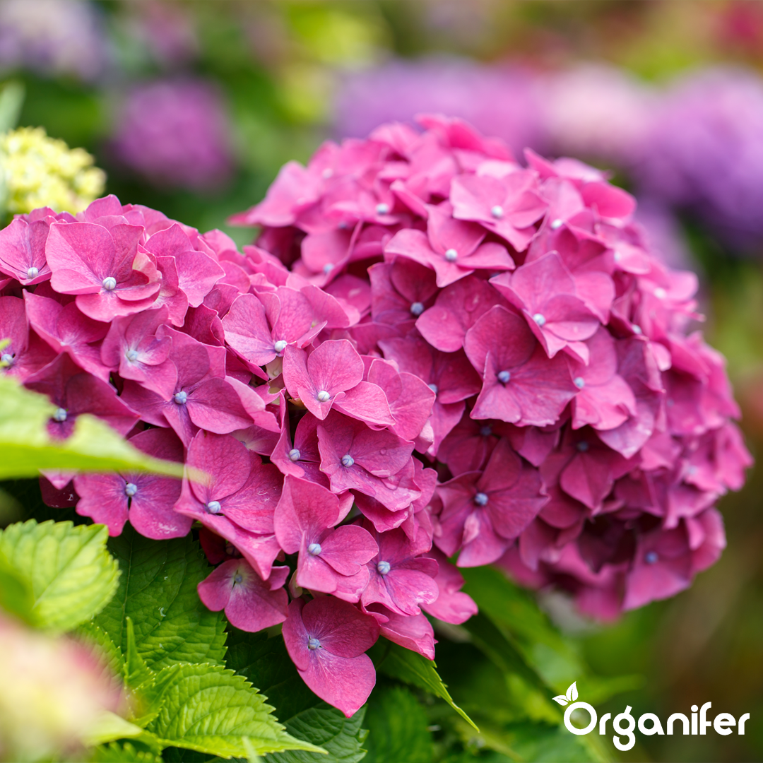 6 Hydrangea