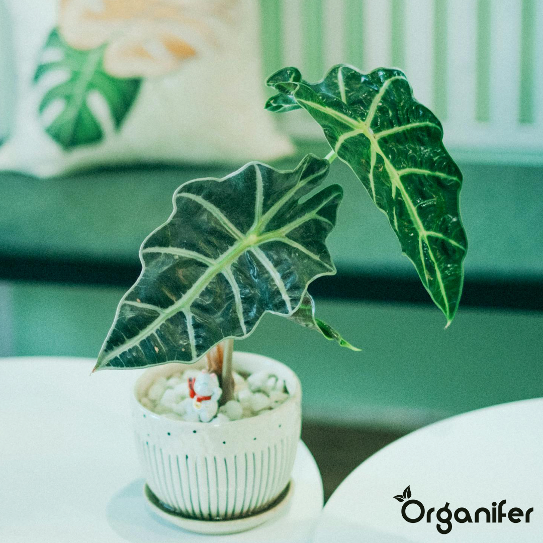 liquid fertiliser Alocasia