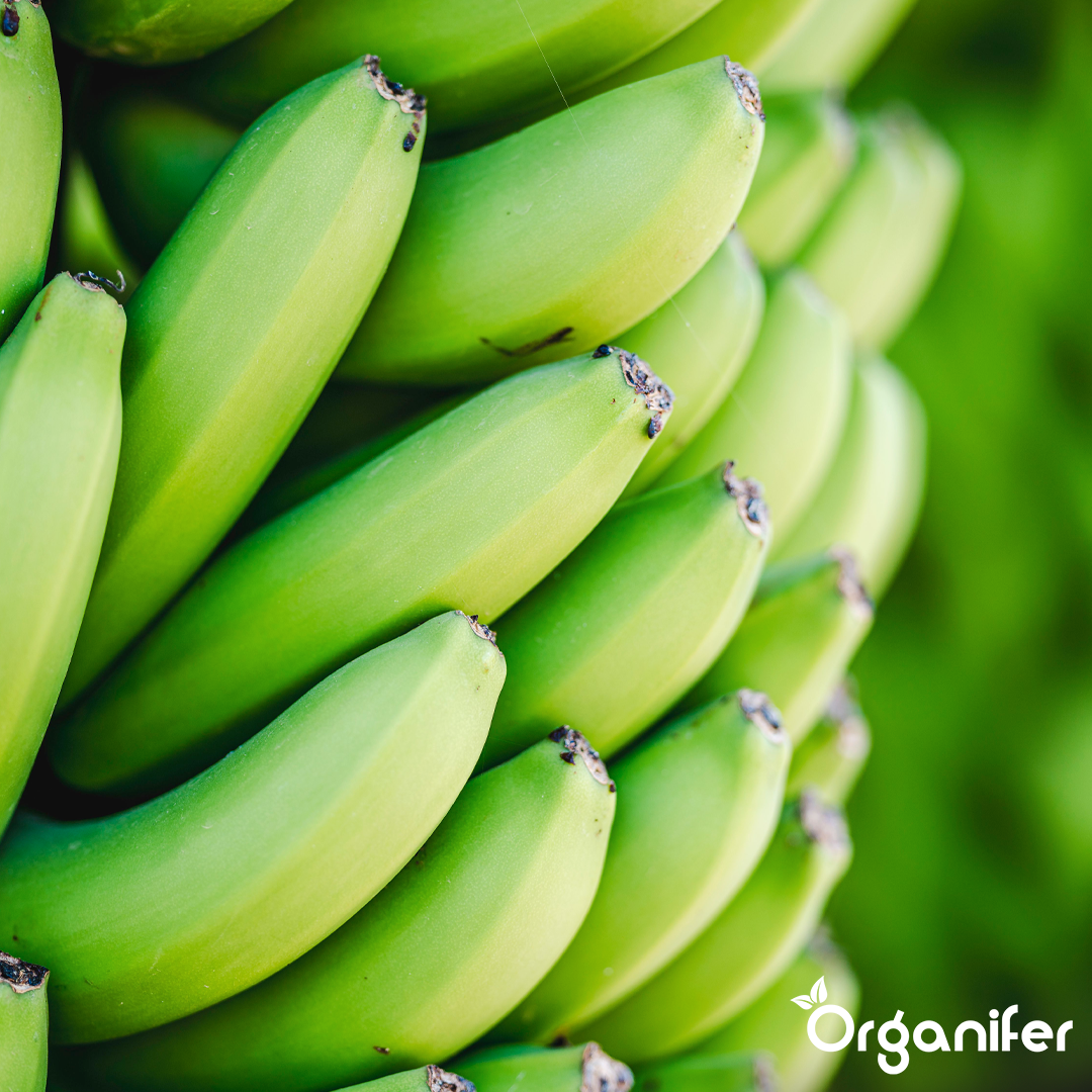 liquid fertiliser Banana