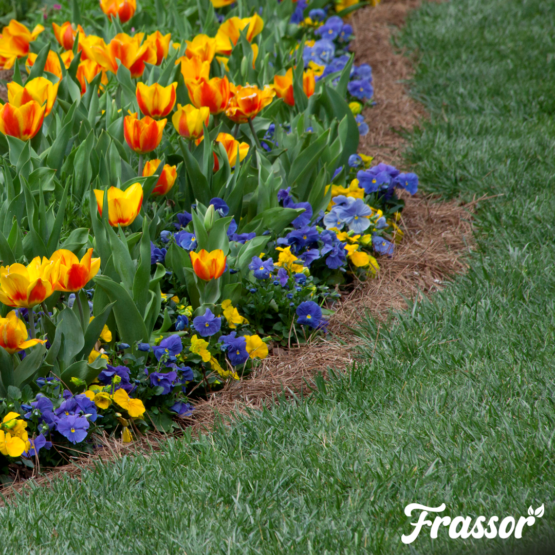 Frassor Border All-in-One