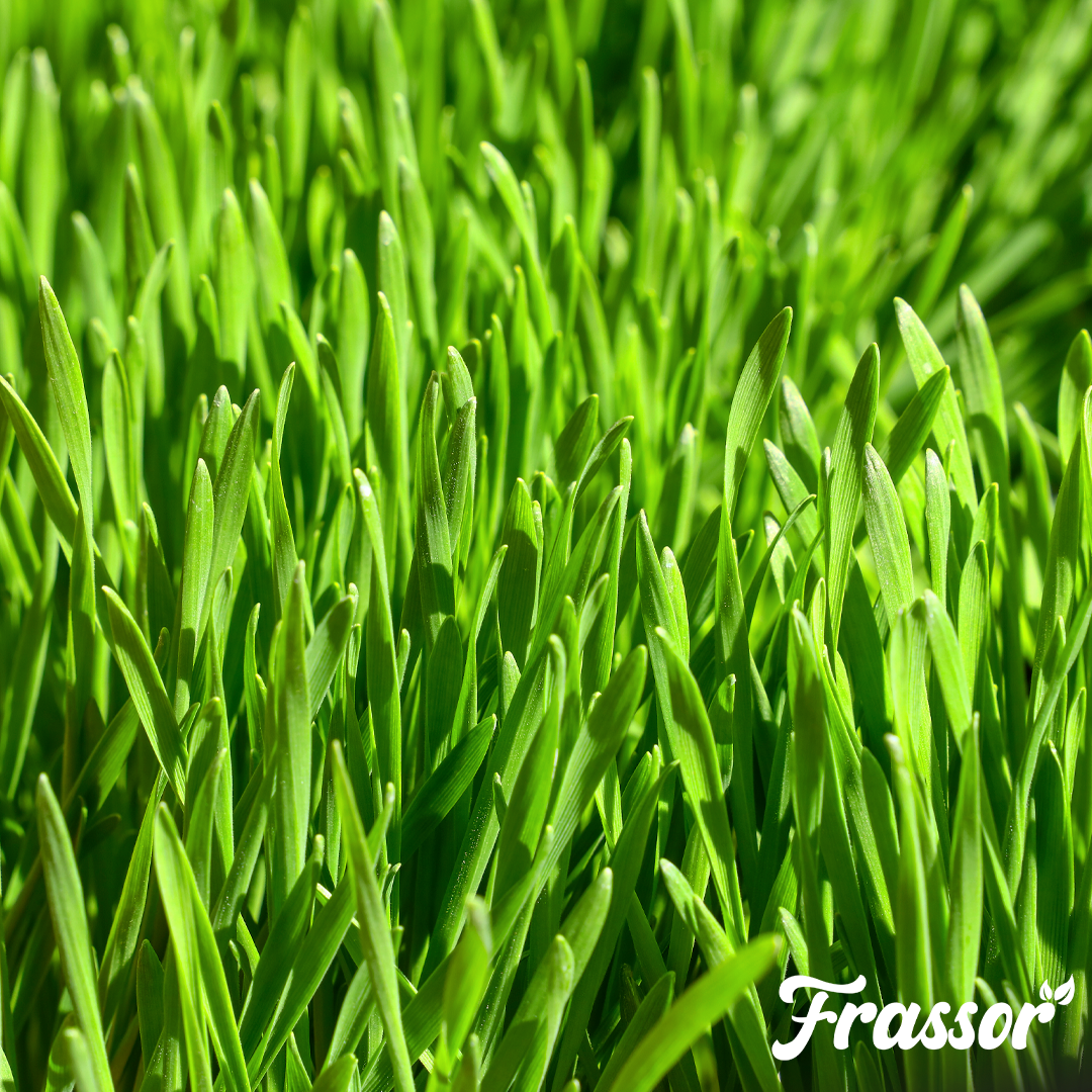 6 frassor grass resilience