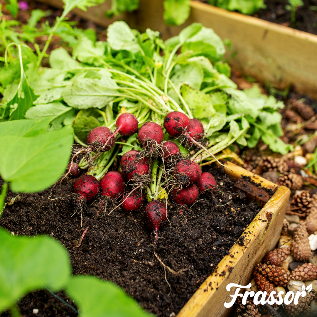 6 5 frassor soil vital english