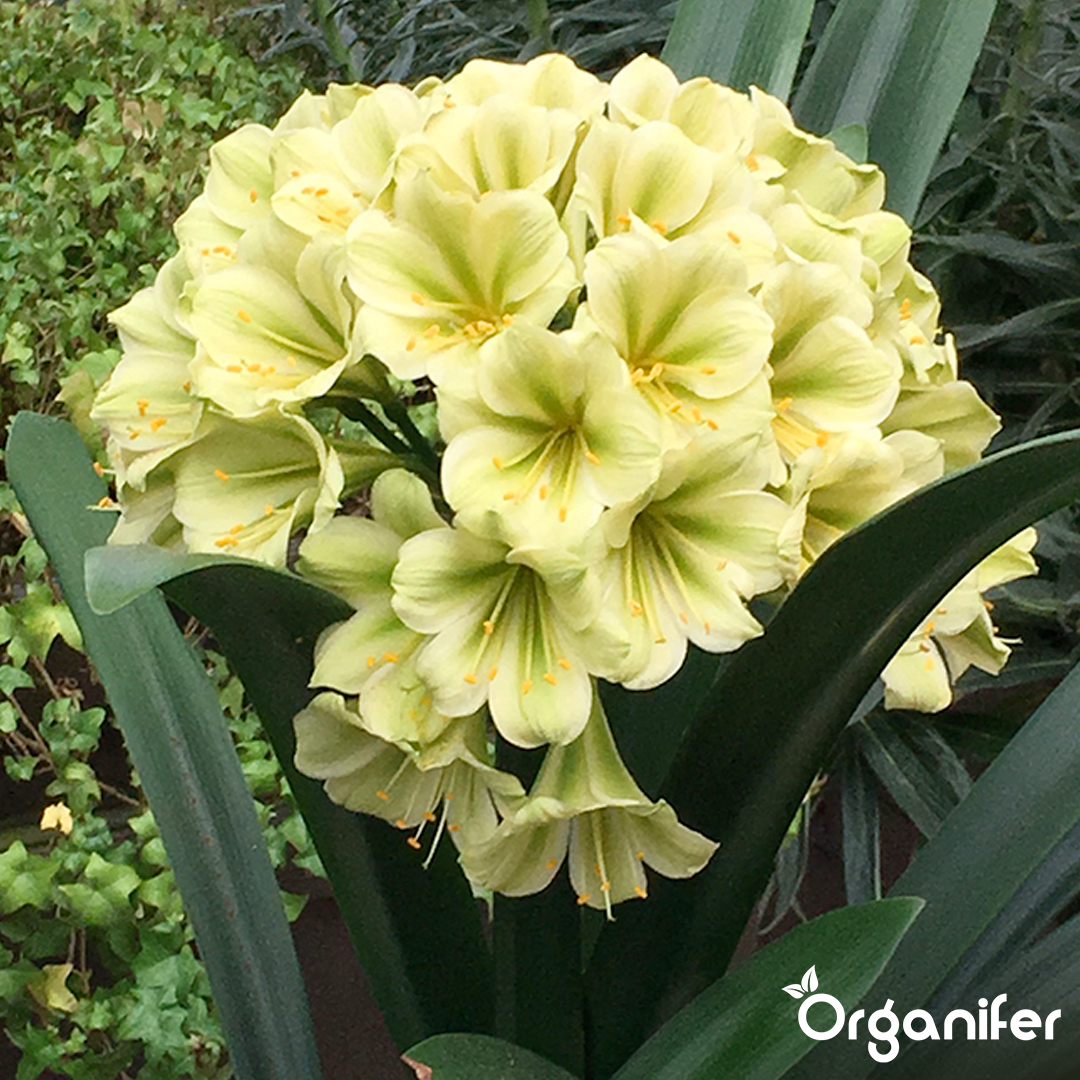 liquid fertiliser Clivia
