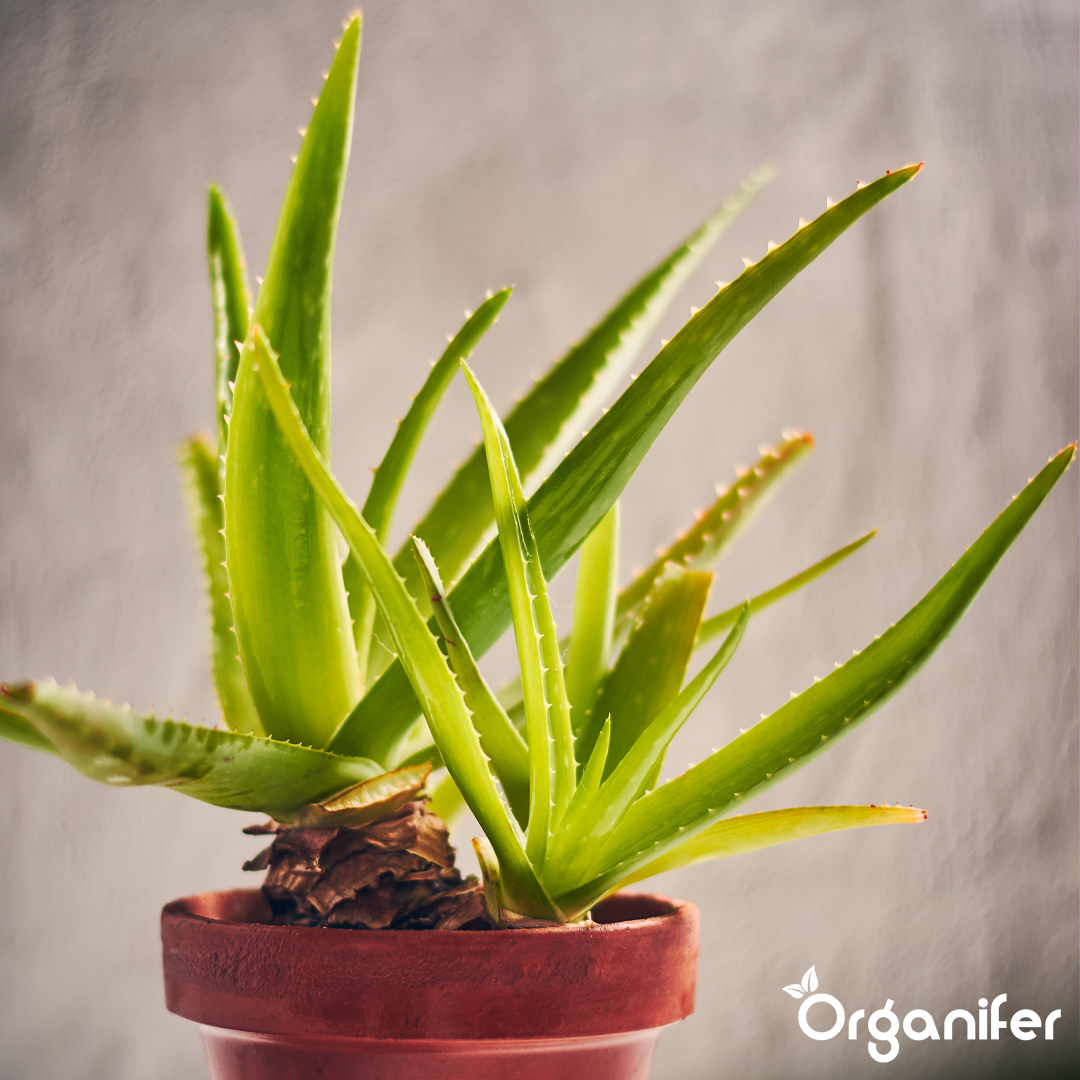liquid fertiliser Aloe Vera
