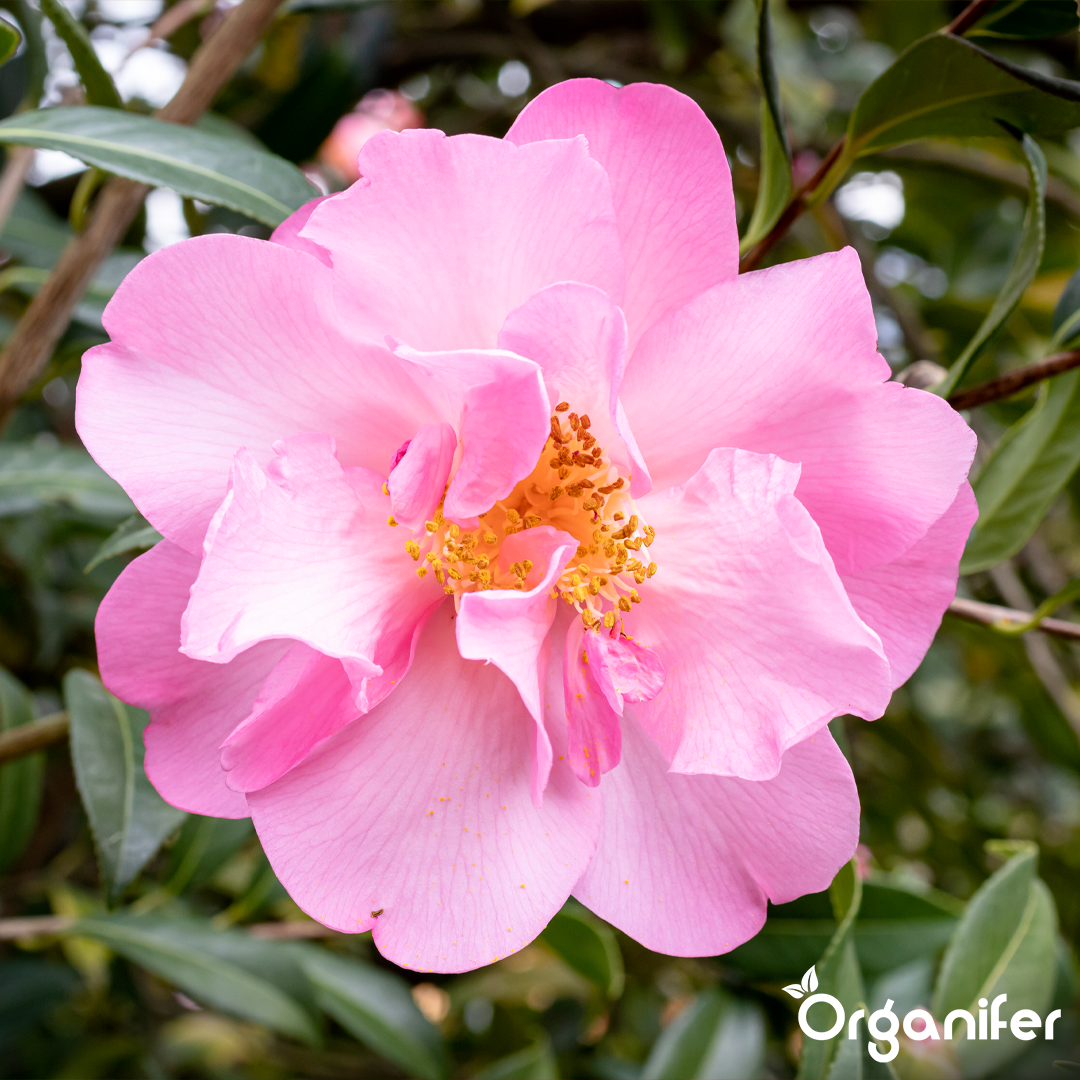 liquid fertiliser Camellia