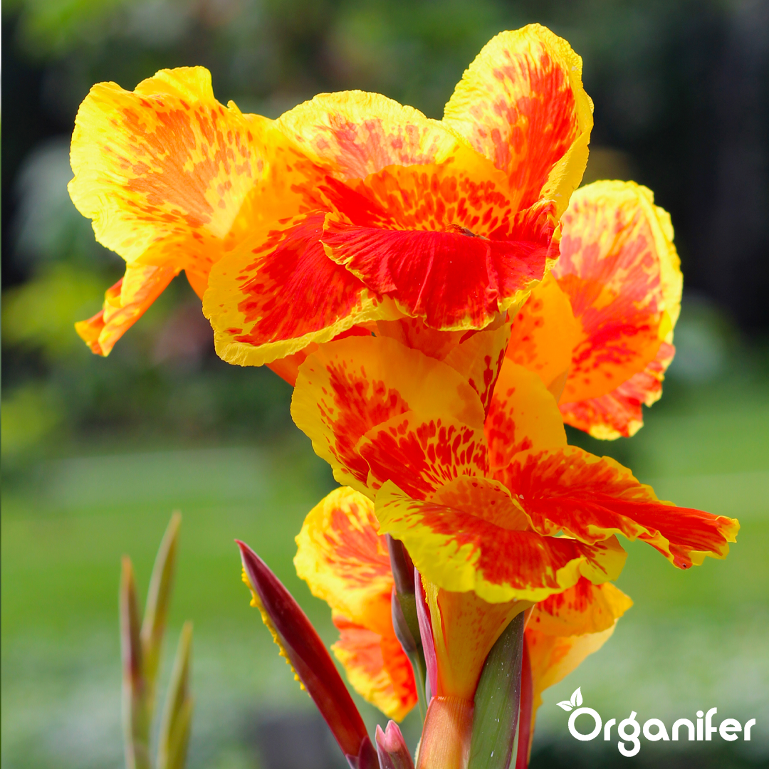 liquid fertiliser Canna