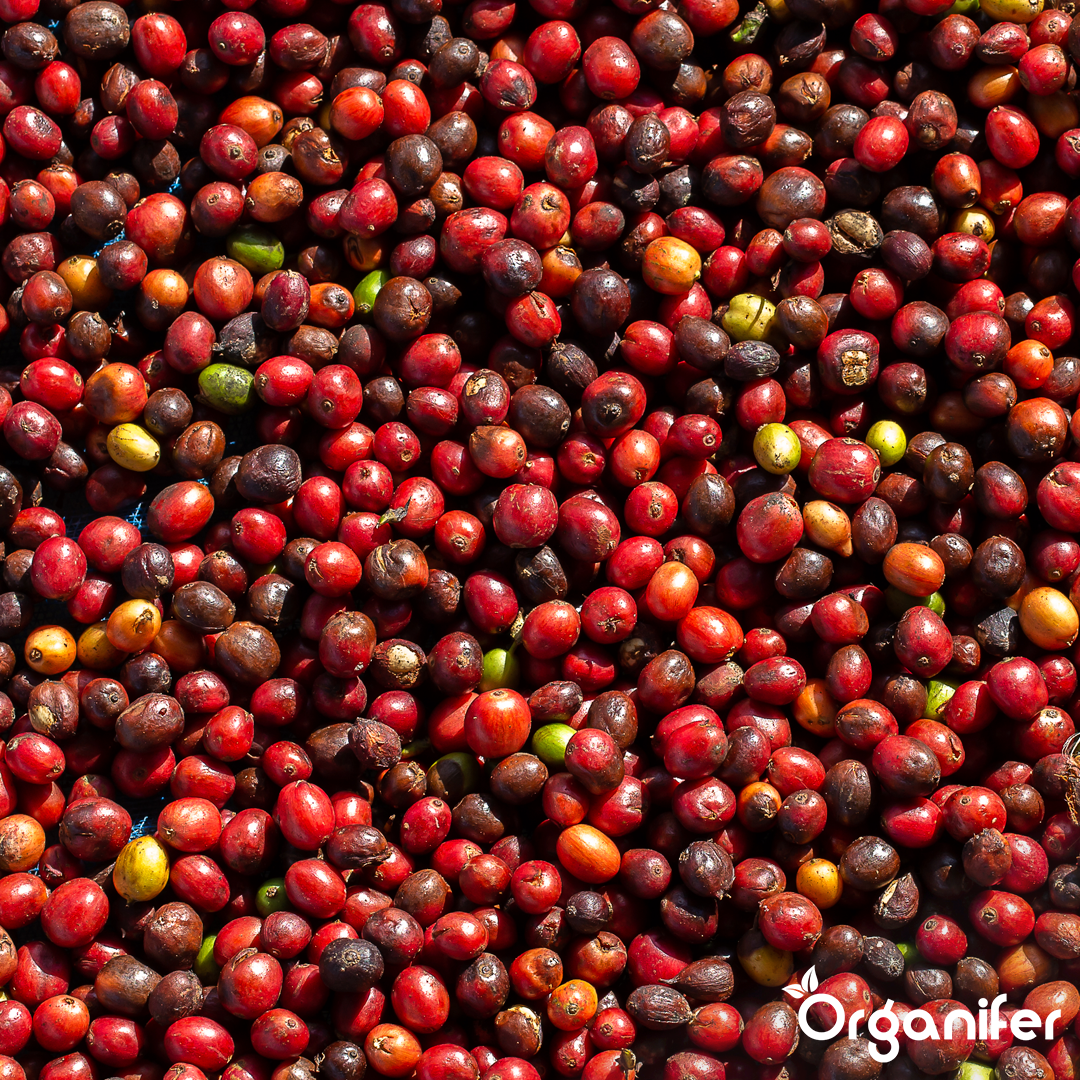 liquid fertiliser Coffee plant