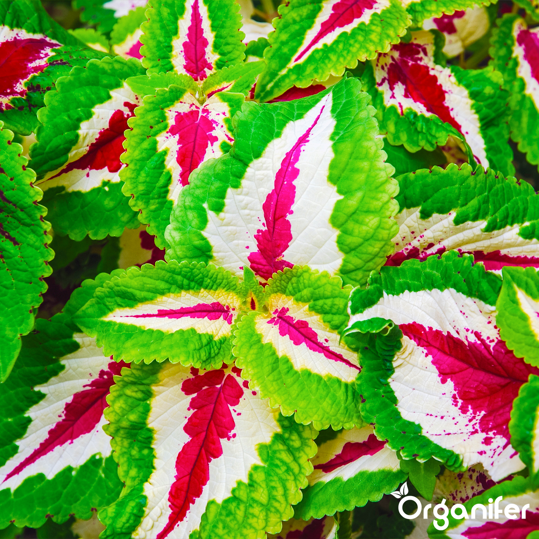 liquid fertiliser Coleus