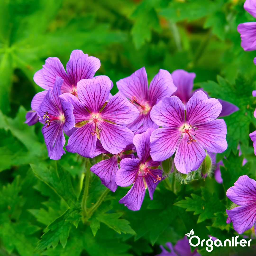 liquid fertiliser Cranesbill