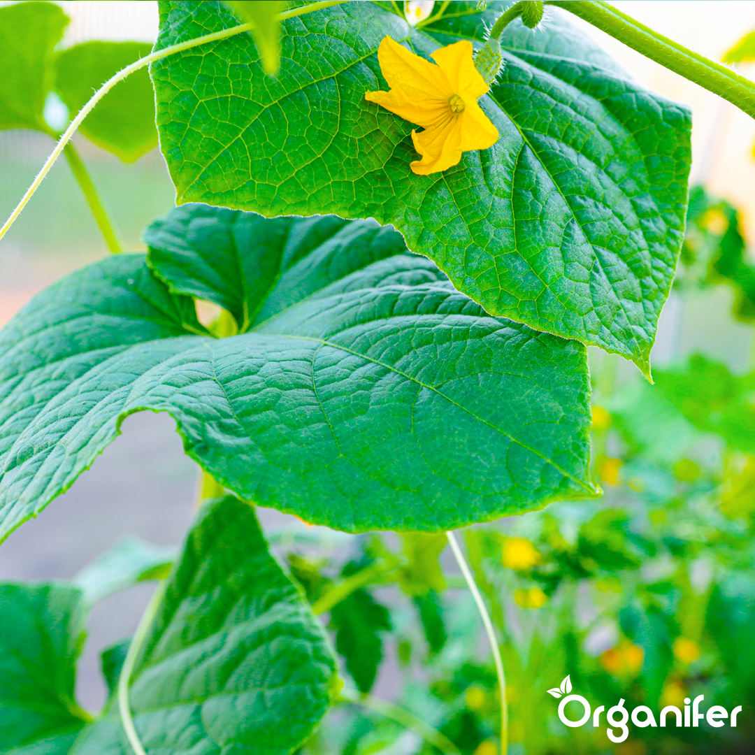 liquid fertiliser cucumber