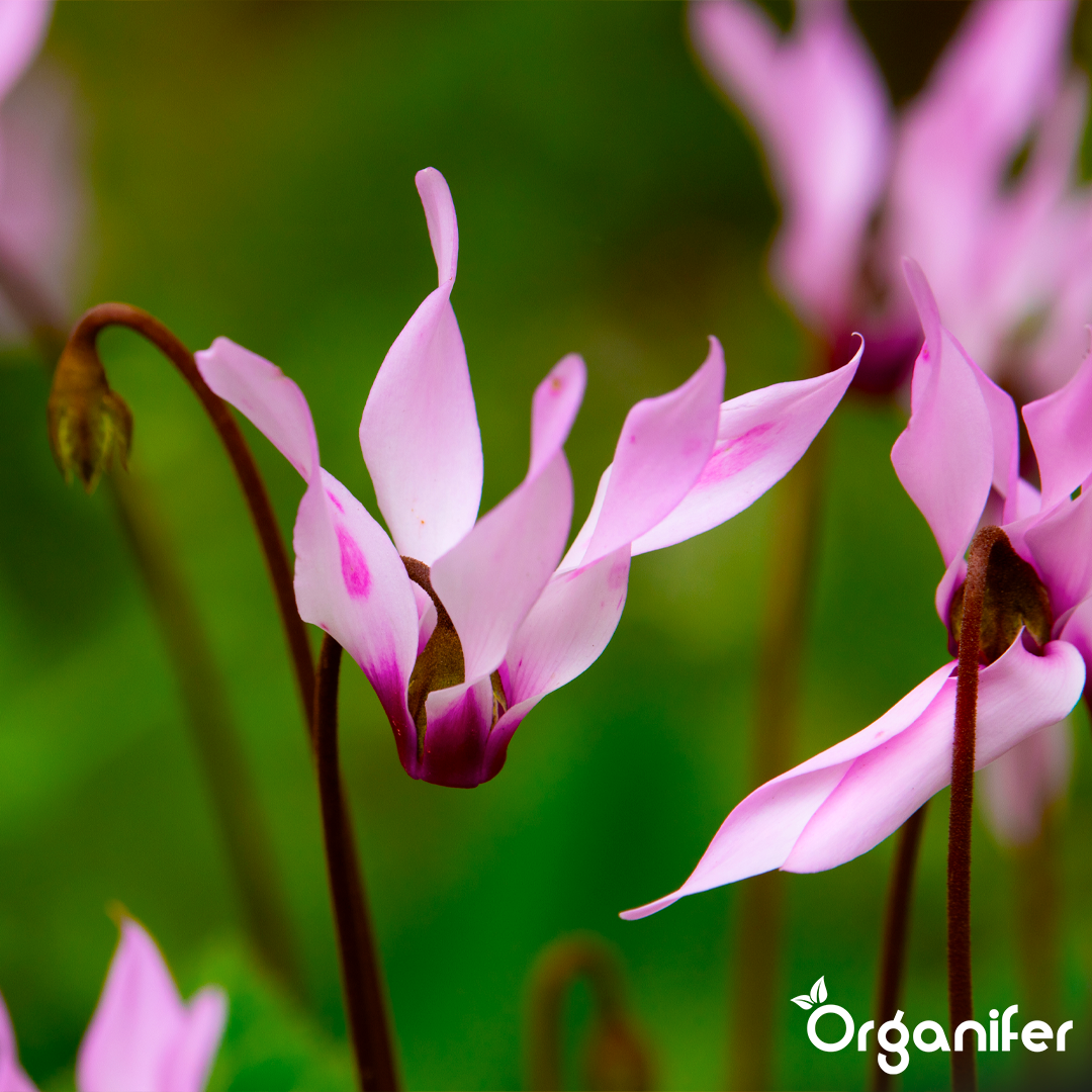 liquid fertiliser Cyclamen