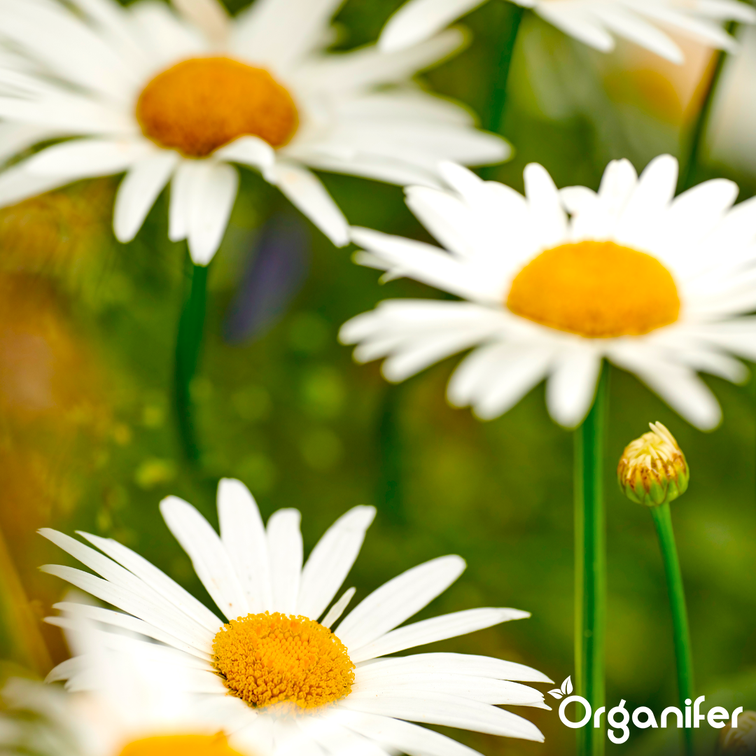 6 liquid fertiliser Daisy