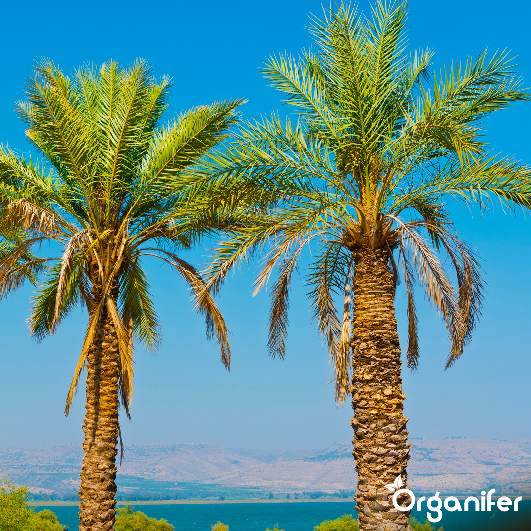 liquid fertiliser Date palm