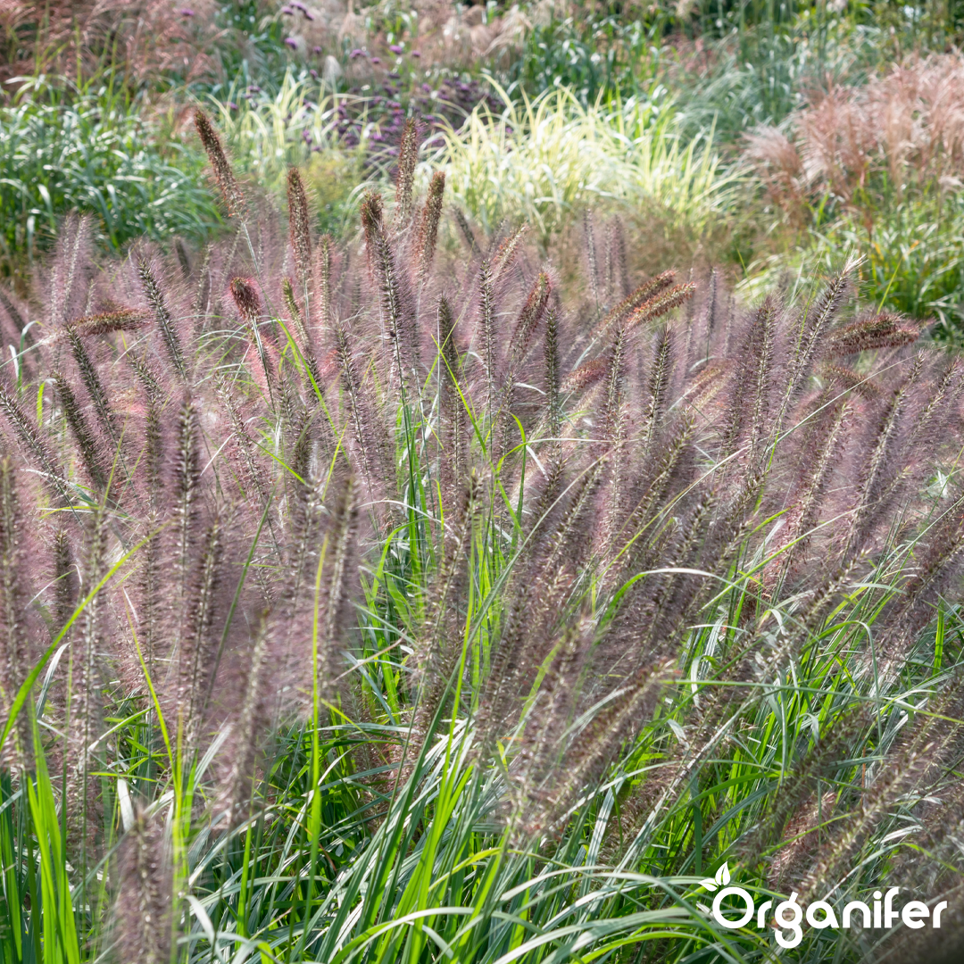 liquid fertiliser Fountain grass