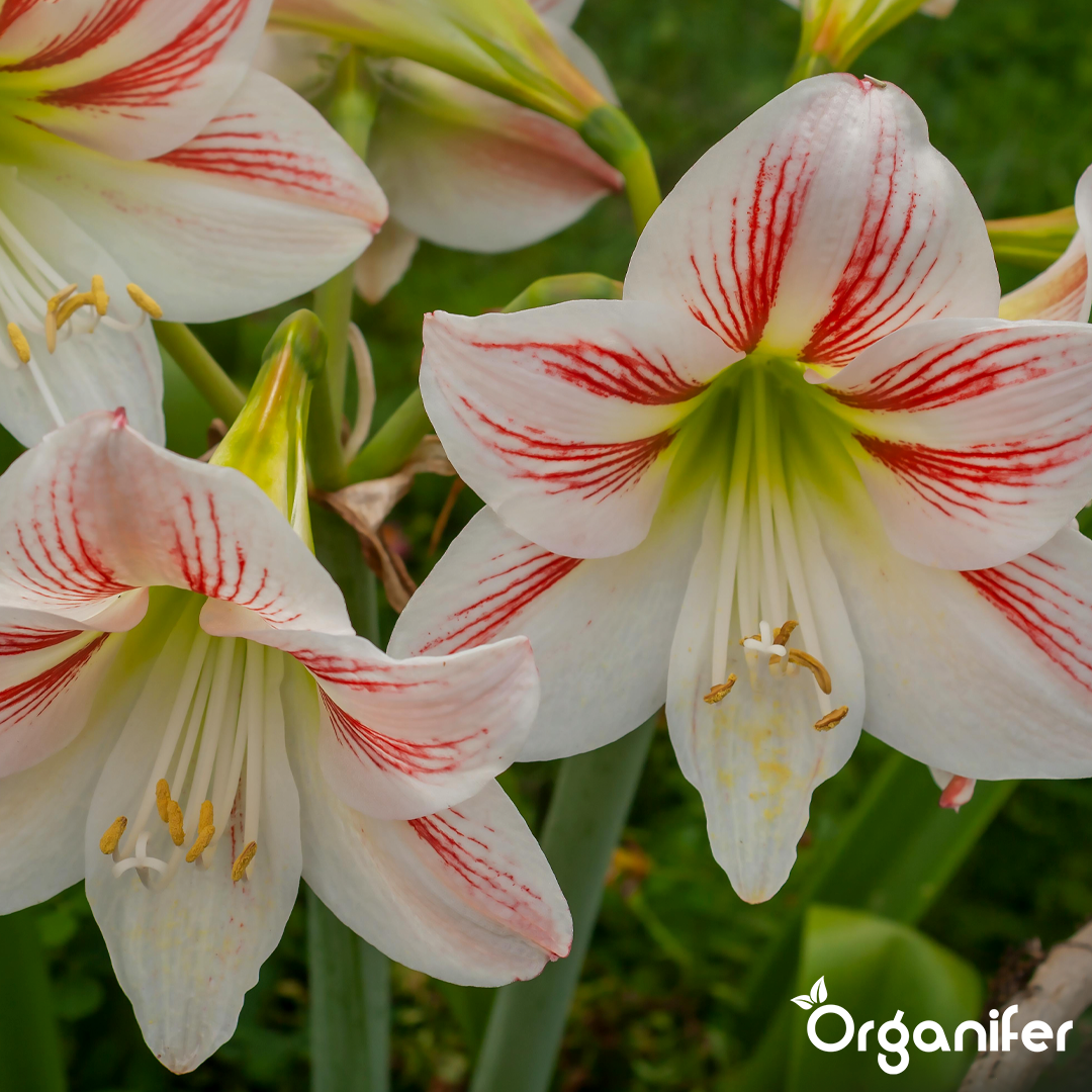 liquid fertiliser Amaryllis