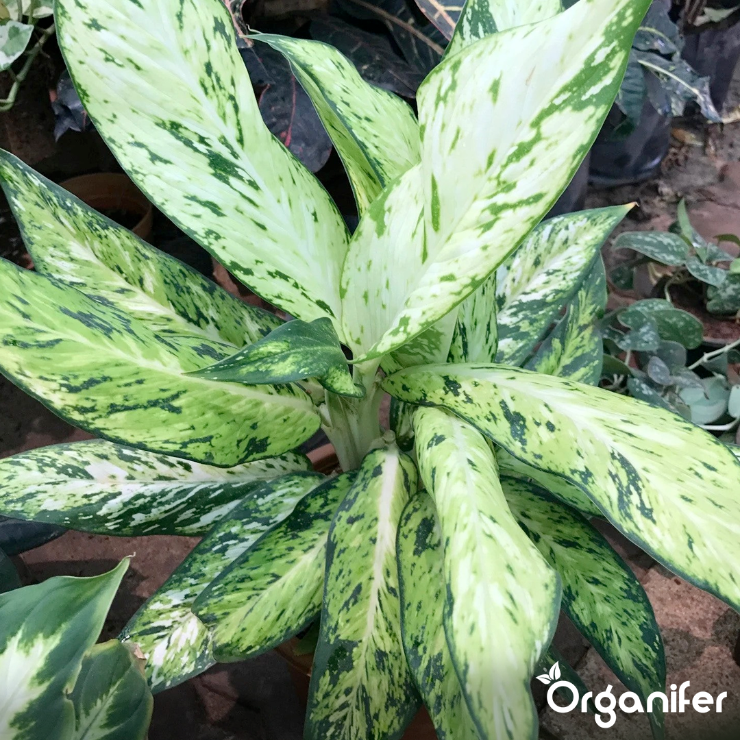 liquid fertiliser Dieffenbachia