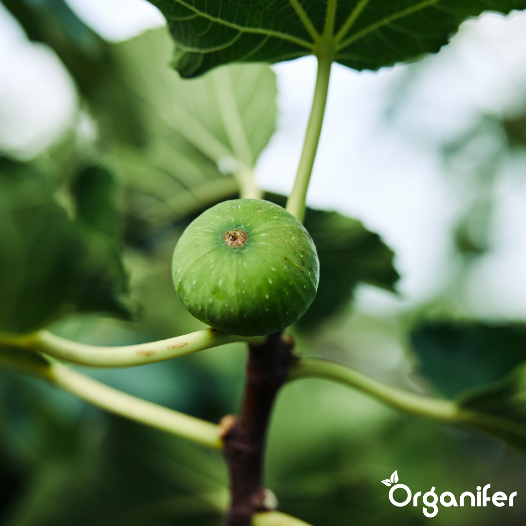 liquid fertiliser fig