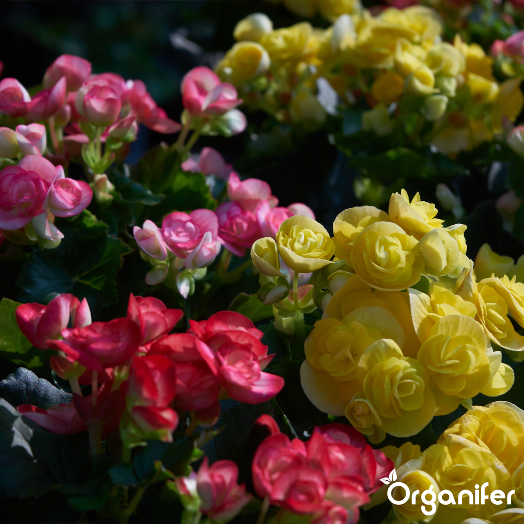 liquid fertiliser Begonia