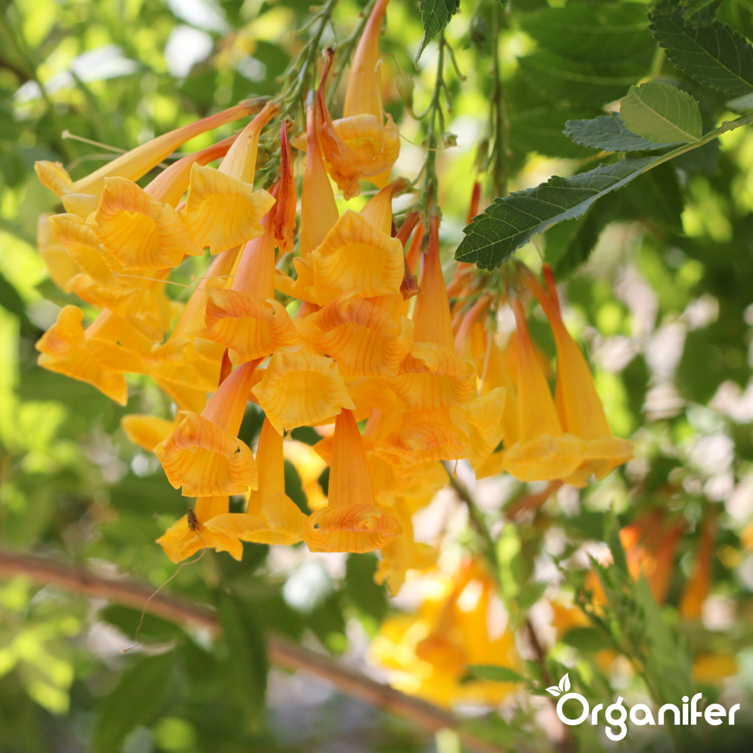 liquid fertiliser Angel trumpet