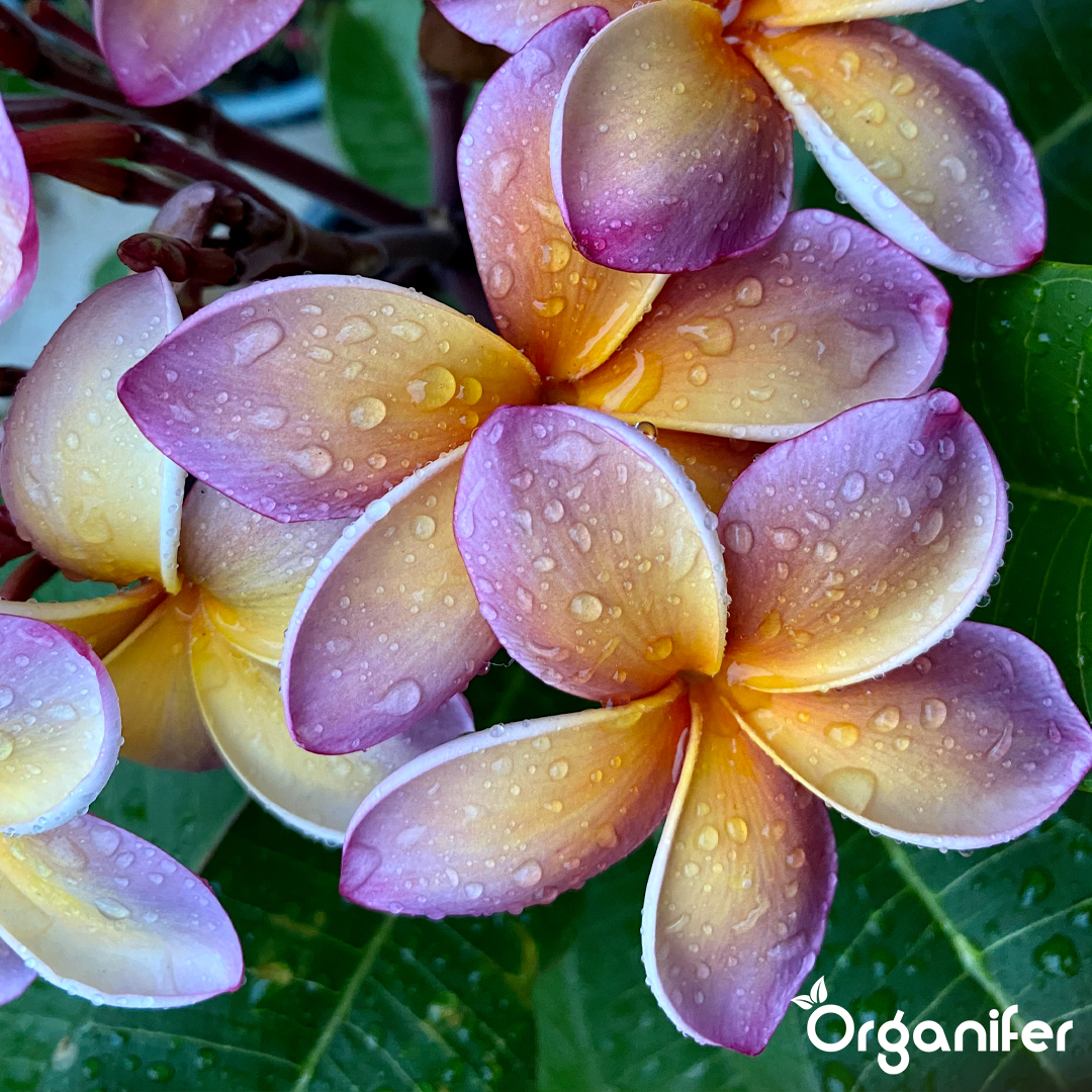 frangipani english
