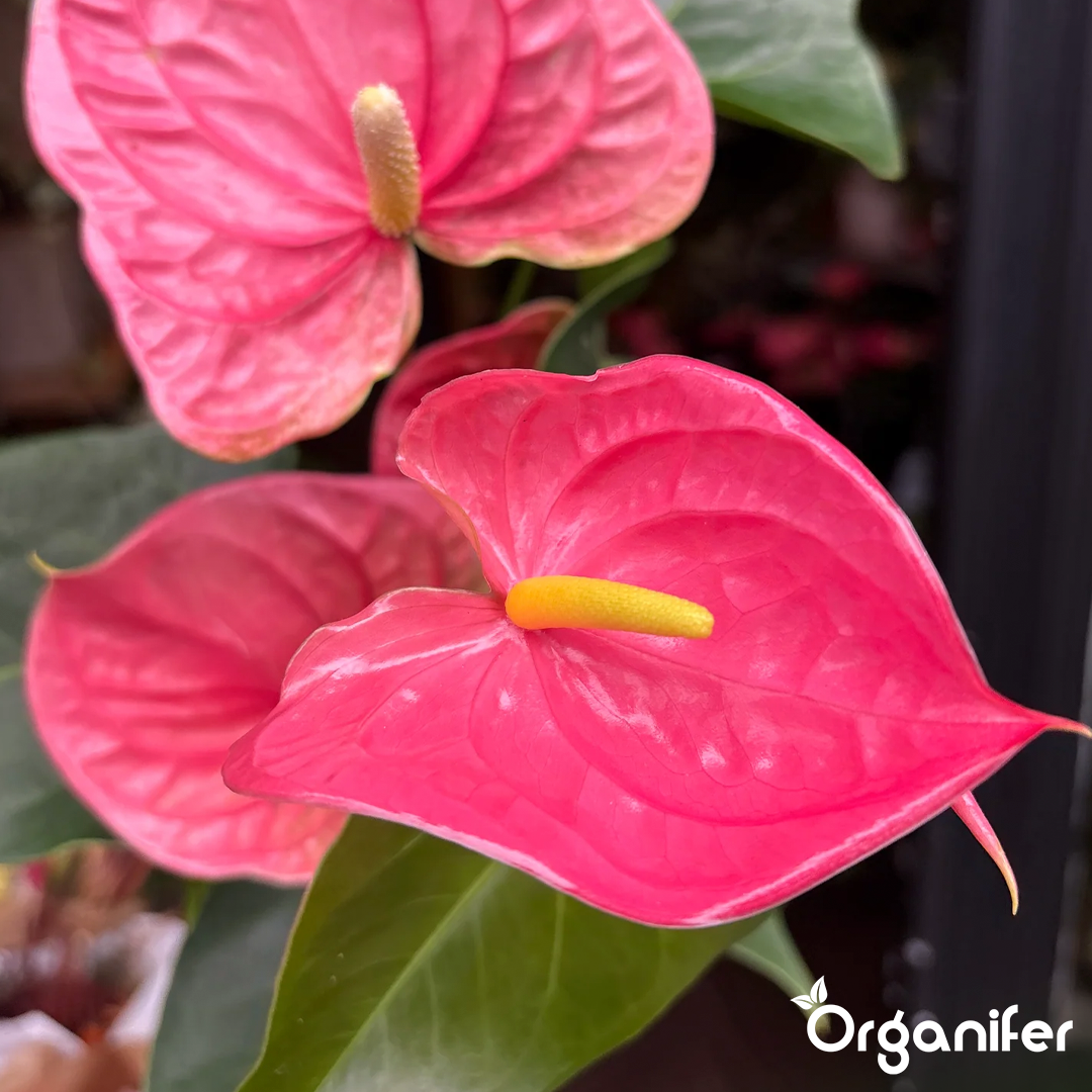 liquid fertiliser Anthurium