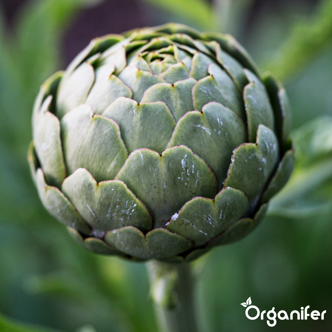 liquid fertiliser artichoke
