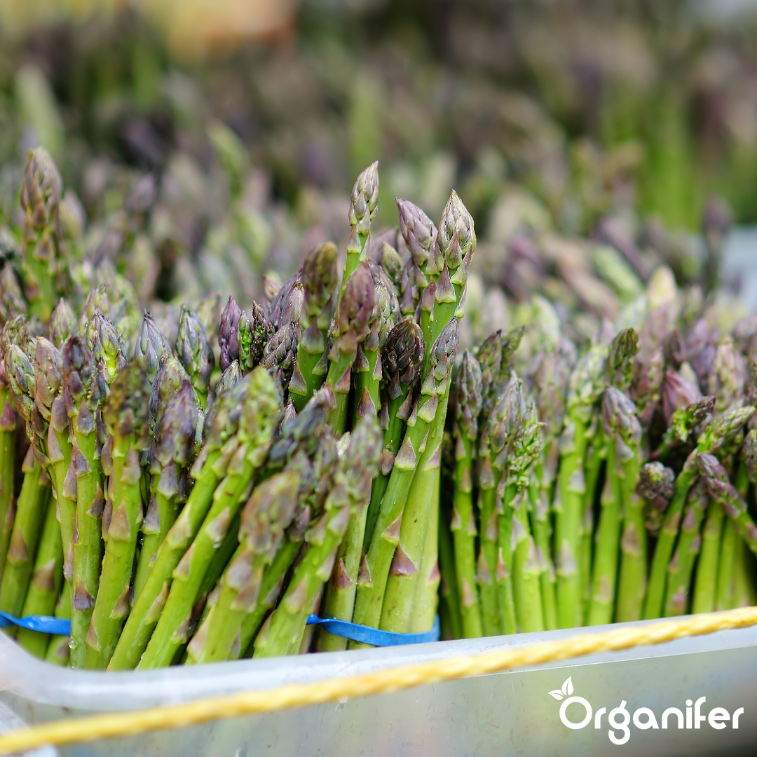 liquid fertiliser asparagus